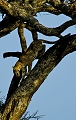 lopard au loin descendant d'un arbre