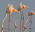 flamant rose