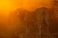 vaches de namibie