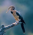 Anhinga d'afrique