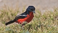 gonolek rouge et noir