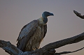 vautour africain au crpuscule