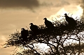 vautours africains perchs