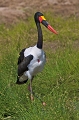 Jabiru d'afrique