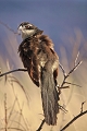 coucal  sourcils blancs