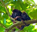 Singe hurleur et son jeune