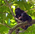 Singe hurleur et son jeune