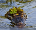 Caman du Pantanal (Jacar)