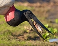 Jabiru et Piranha