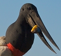 Jabiru avalant un Piranha