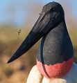 Jabiru