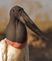 Jabiru