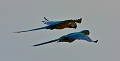 Vol d'Aras bleus