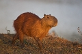 Capybara