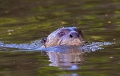 Loutre gante d'amazonie