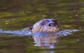 Loutre gante d'amazonie