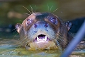 Loutre gante d'amazonie