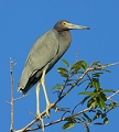 Aigrette bleue