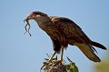 caracara mangeant une grenouille