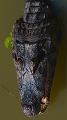 portrait de caiman