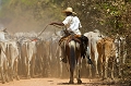 vaqueiros du pantanal