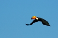 Toucan toco