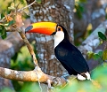 Toucan toco