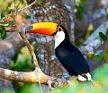 Toucan toco