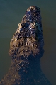 portrait de caiman