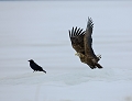 Pygargue  queue blanche et Grand corbeau