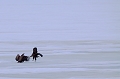 Joute entre pygargues sur le lac Lokka