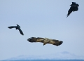 Grands corbeaux et pygargue  queue blanche