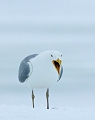 Goeland argent ( ssp argentatus)