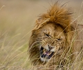 lion grimaant