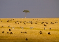 paysage de savane