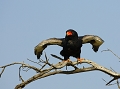 Aigle bateleur