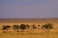 paysage de savane