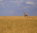 Giraffe masa