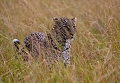 Lopard dans la savane