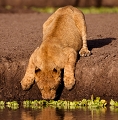 lionceau au point d'eau