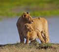 Deux lionceaux