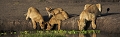 famille de lions au point d'eau