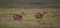 antilope Puku
