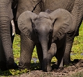 lphanteau - parc du South Luangwa