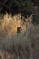 Lopard dans la brousse