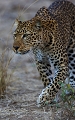 Lopard en chasse-South Luangwa