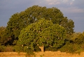 Arbre  saucisse ( Kigelia africana)