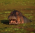 hippopotame