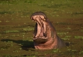 hippopotame