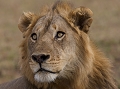 portrait de lion